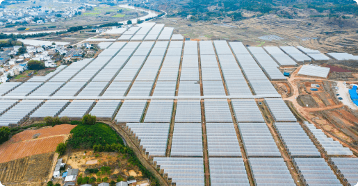 广东优源阳光玫瑰基地托管