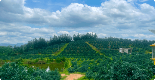 信丰县聚橙香种植家庭农场