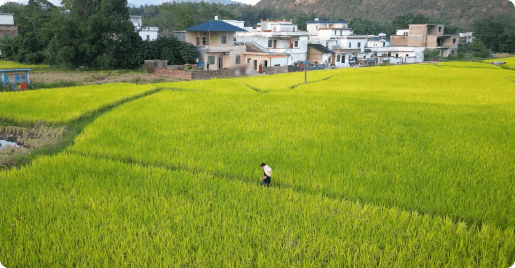 广东延安5千亩水稻基地