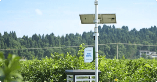 四川安岳柠檬创新利用基地